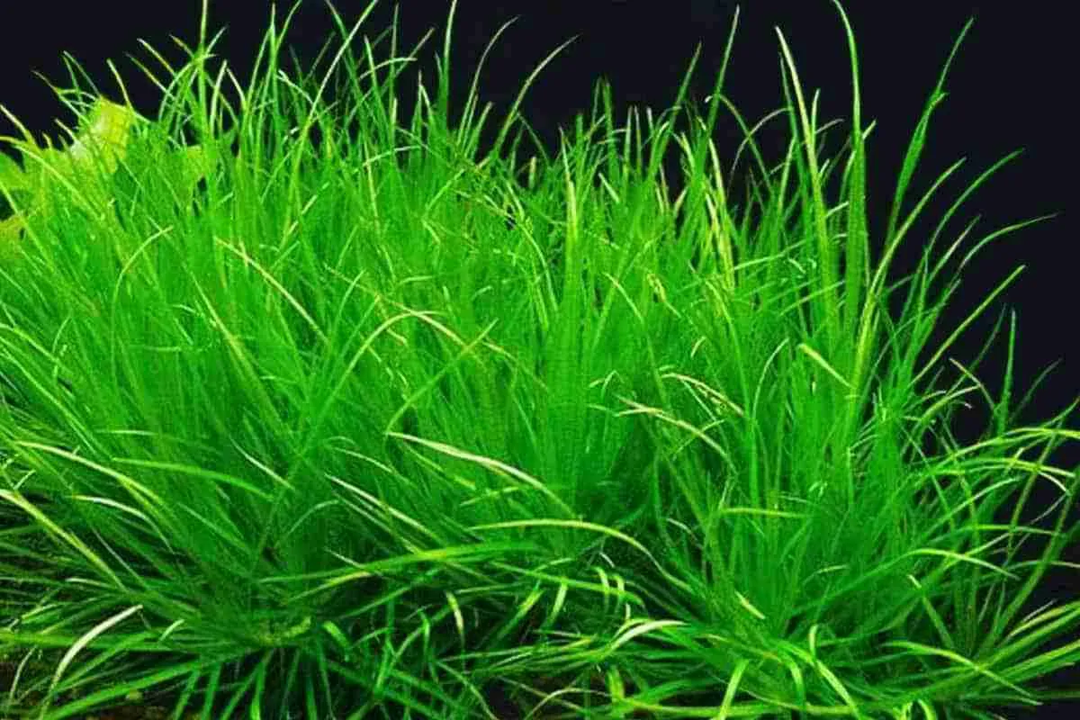 Blyxa Nhật, Blyxa japonica