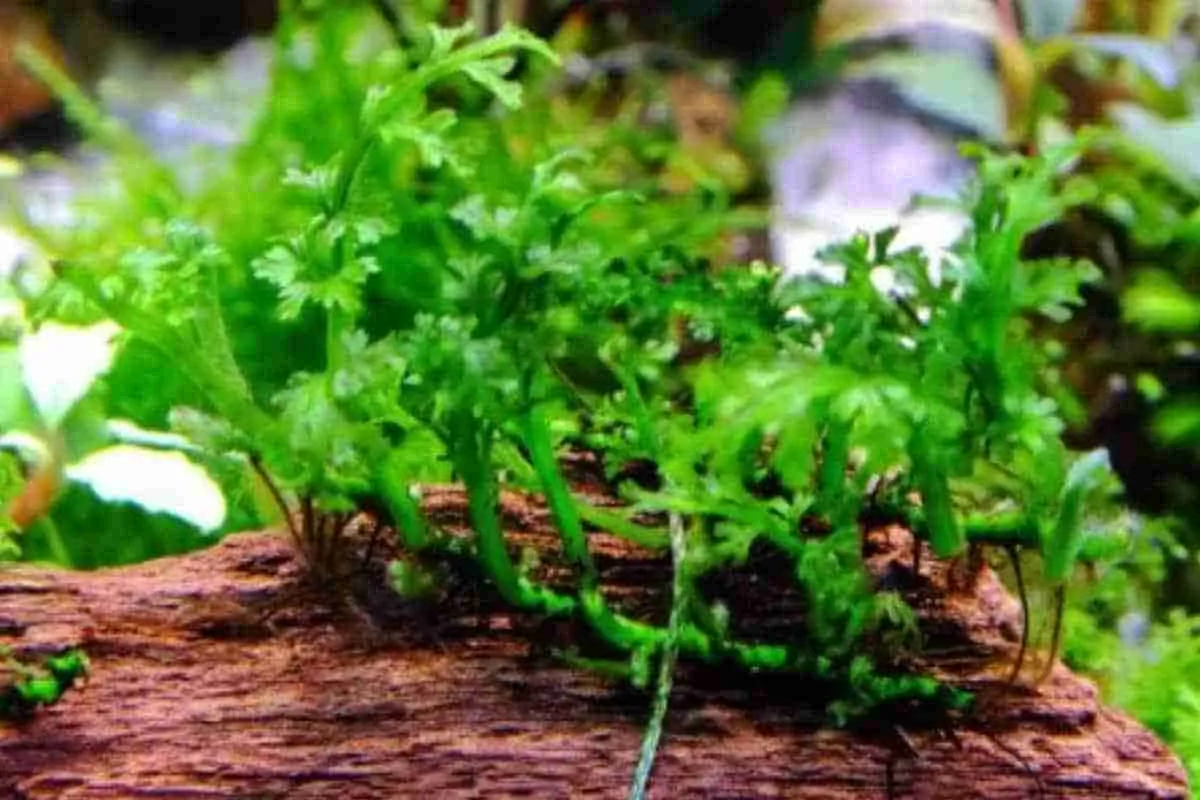 Dương xỉ Bolbitis heteroclita, Bolbitis heteroclita