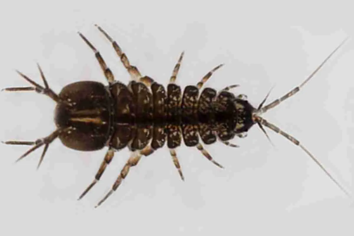 Rận nước, Asellus aquaticus