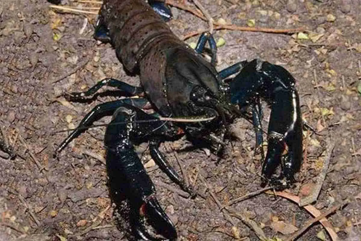 Tôm càng marron, Cherax tenuimanus