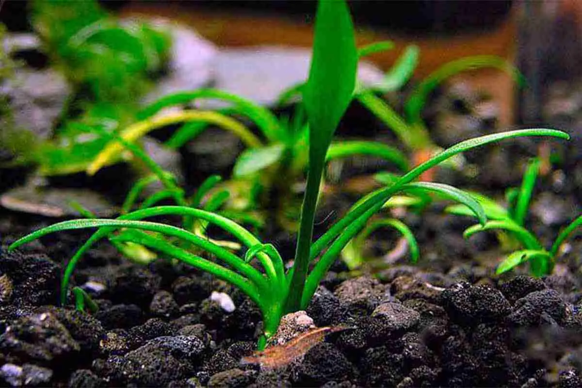 คริปพาร์วา, Cryptocoryne parva