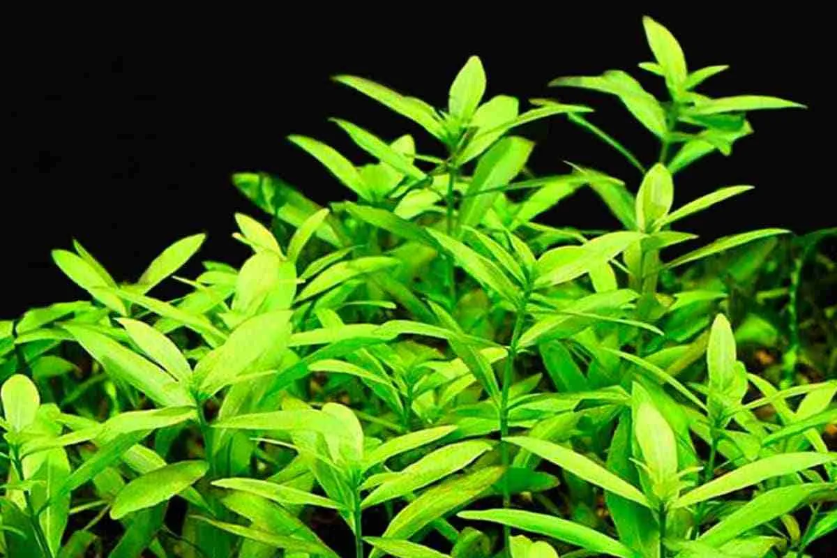 Cây đại hồng, Hygrophila polysperma