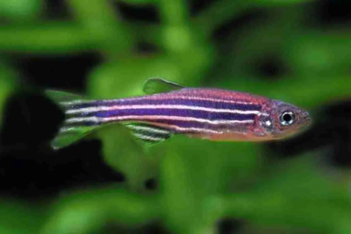 Cá ngựa vằn, Danio rerio
