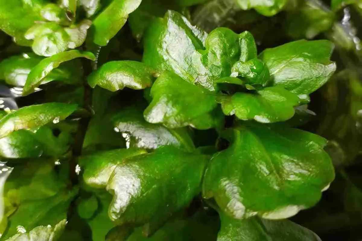 Lá sồi Mexico, Shinnersia rivularis