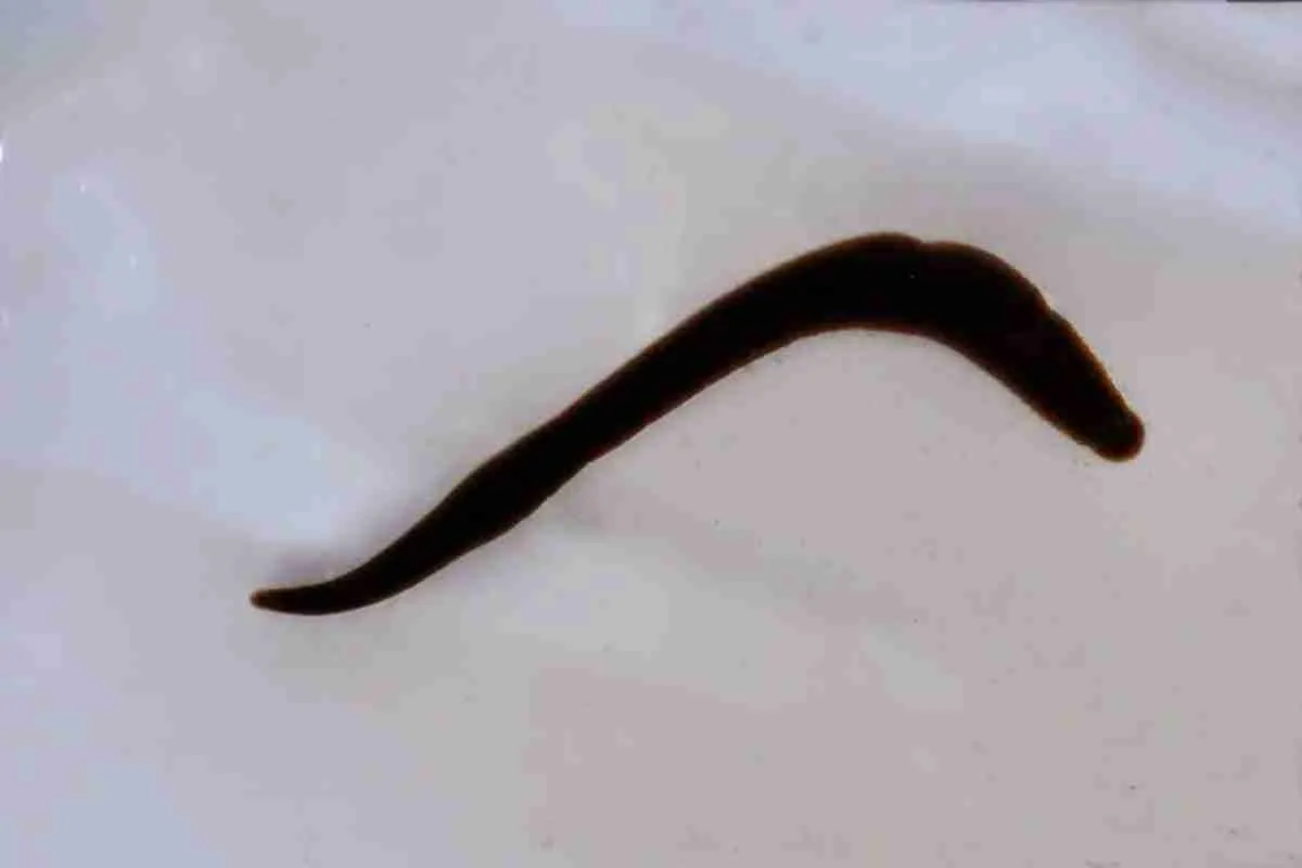 Đỉa châu Á, Barbronia weberi