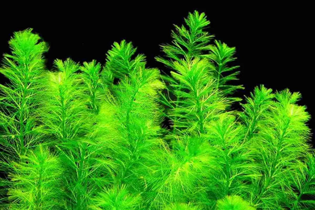 Cây rong đuôi chồn nước (Myriophyllum elatinoides), Myriophyllum elatinoides
