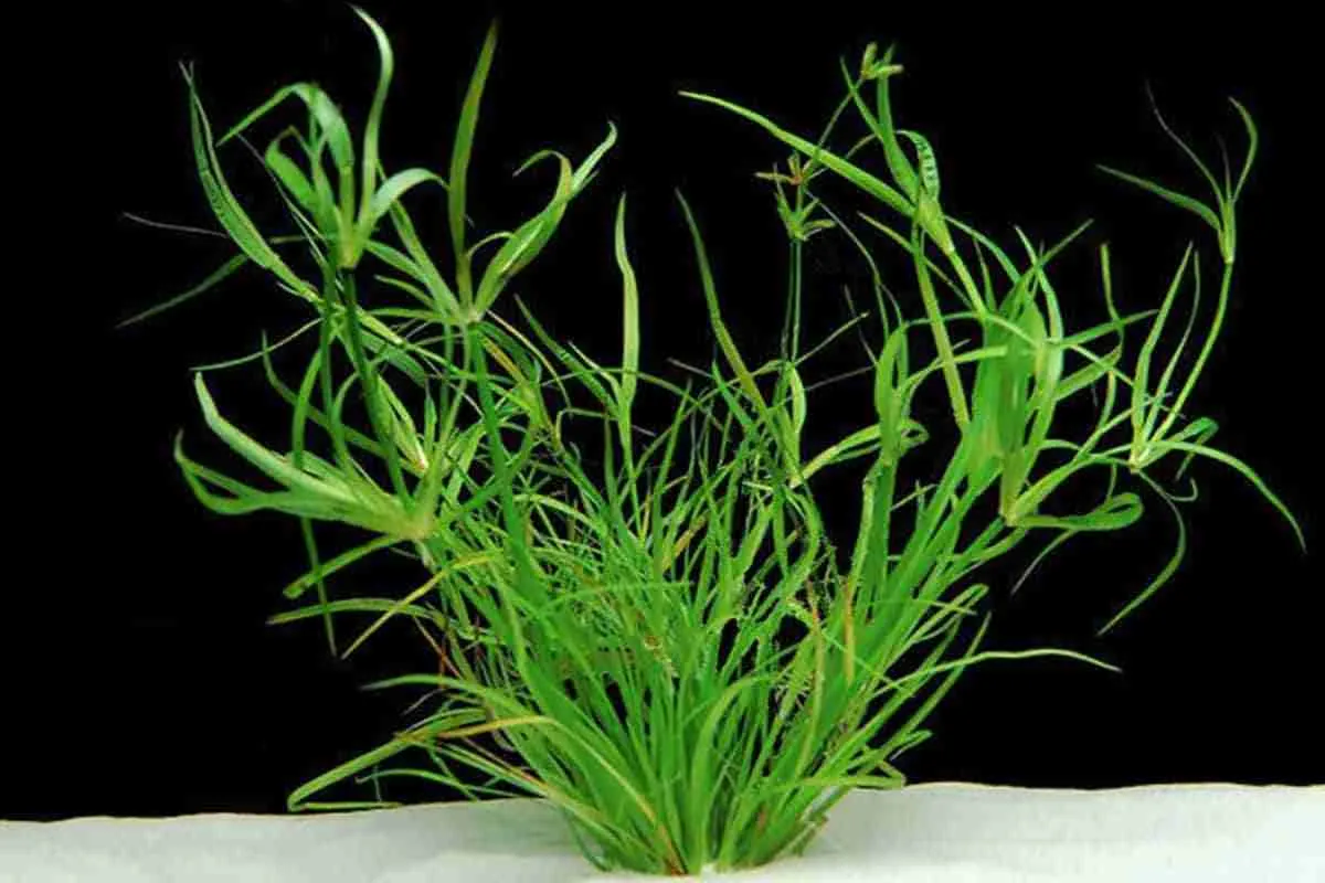 Cỏ bắp Mỹ, Juncus repens