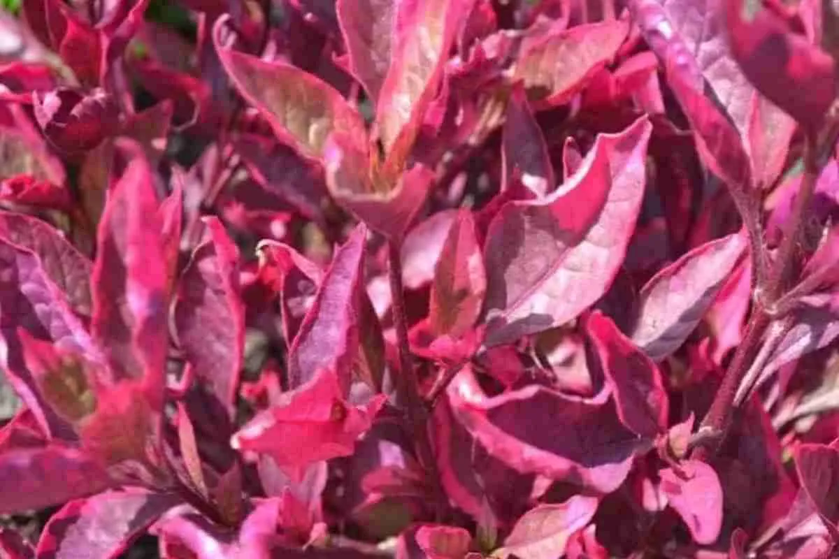 Cây Alternanthera bettzickiana, Alternanthera bettzickiana