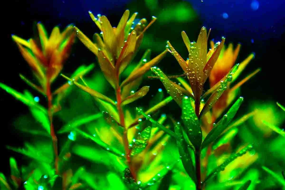 Rotala rotundifolia, Rotala rotundifolia