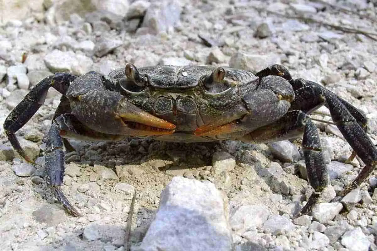 Cua nước ngọt châu Âu, Potamon potamios