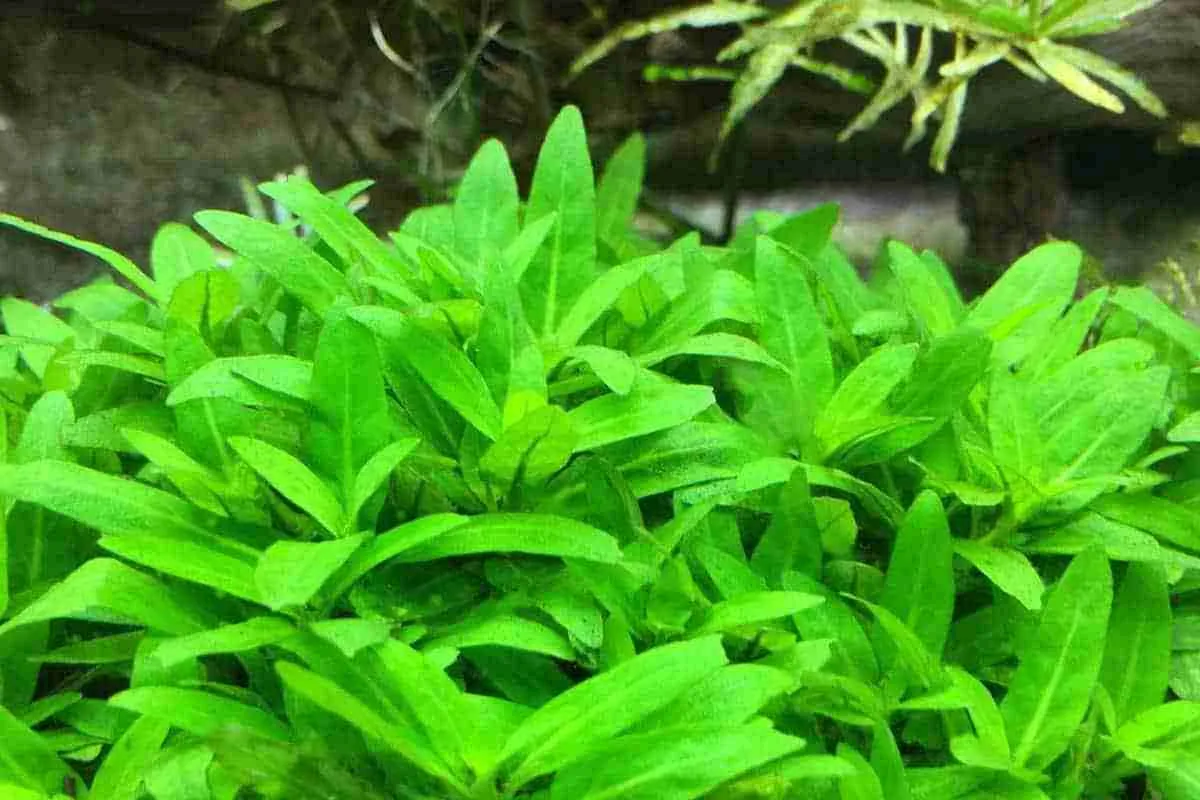 สตอโรไจน์ รีเพนส์, Staurogyne repens