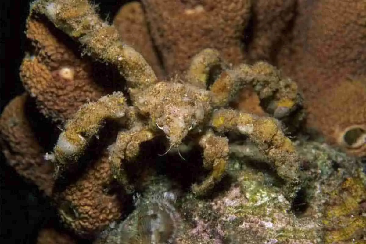 Kepiting Dekorator, Camposcia retusa