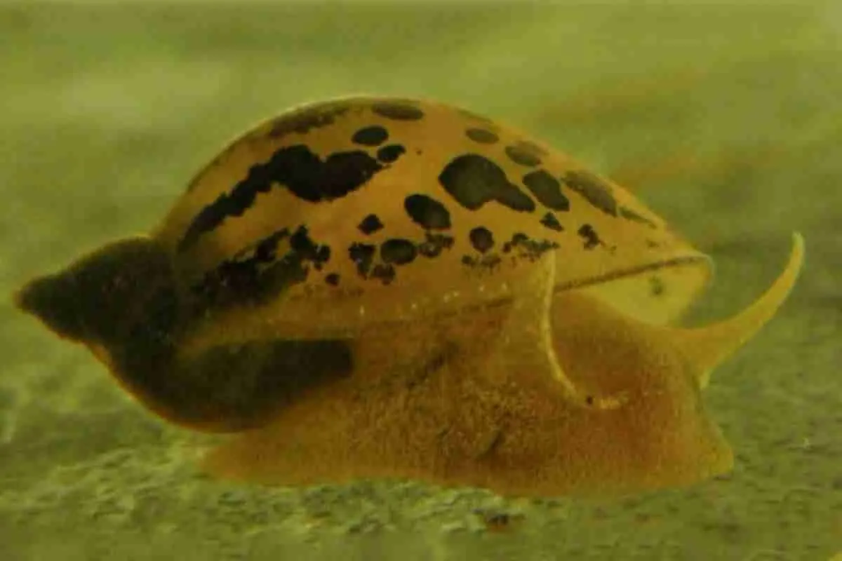 Ốc tai, Radix rubiginosa