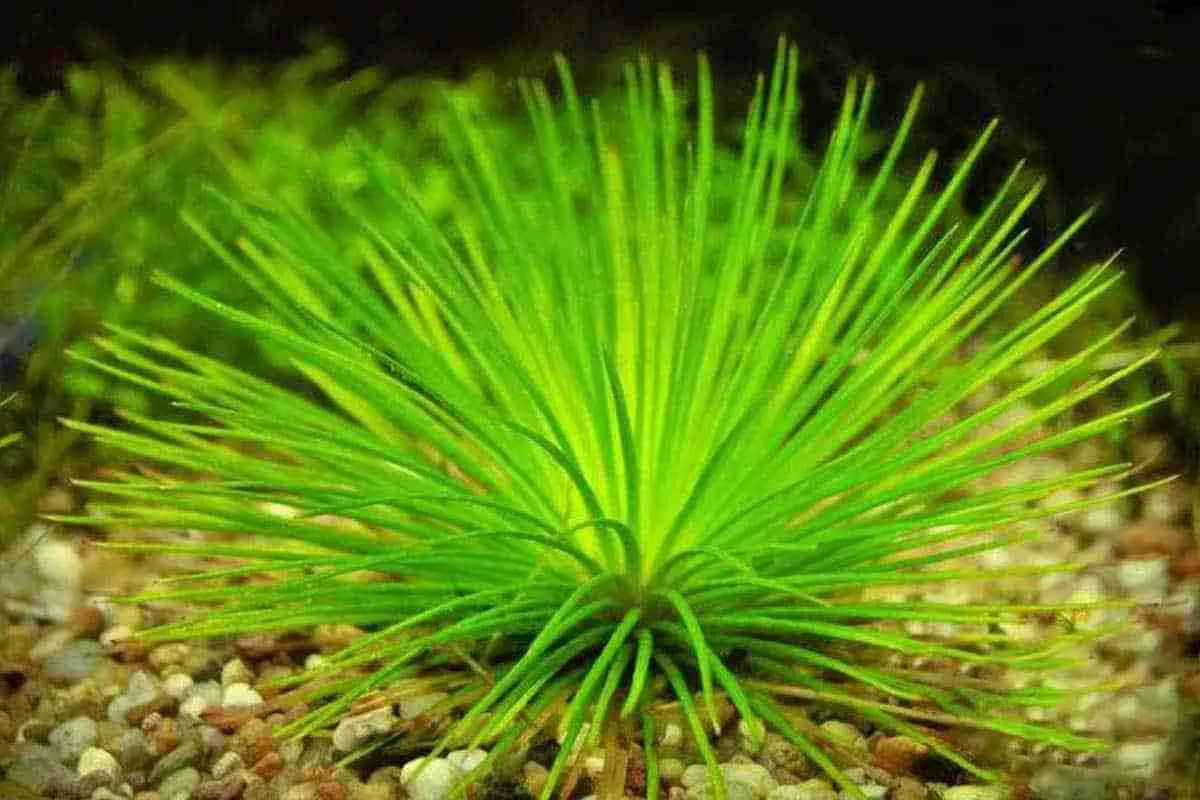 Eriocaulon cinereum, Eriocaulon cinereum