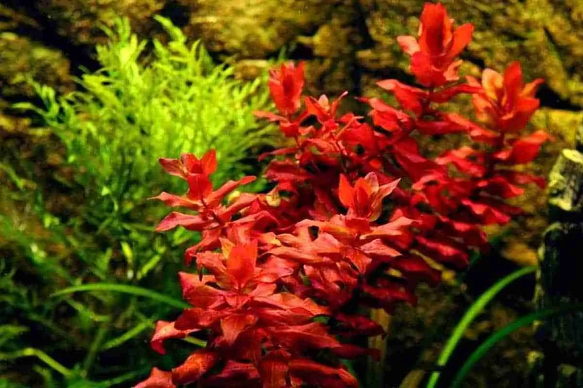 Rotala macrandra, Rotala macrandra