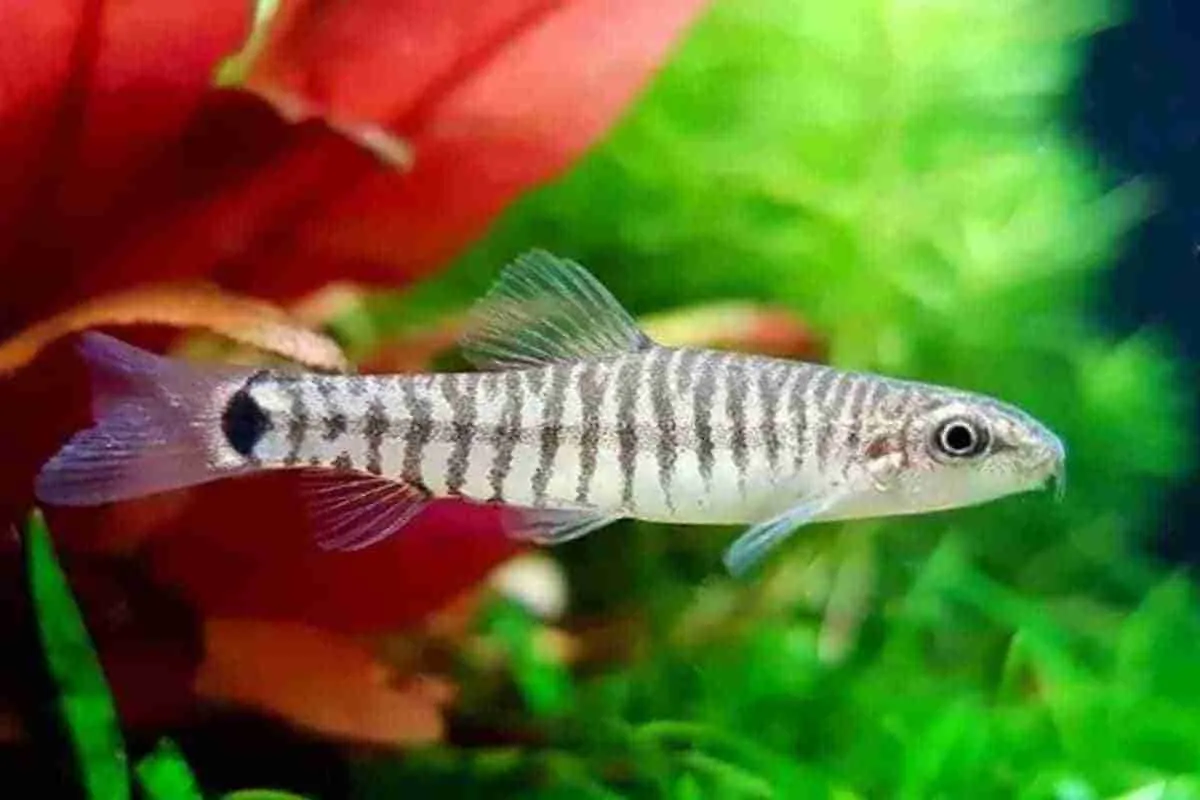 Cá heo vằn Việt Nam, Yunnanilus cruciatus