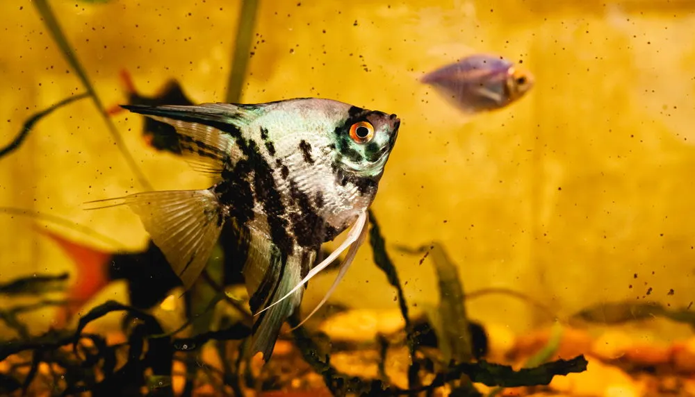 brown water aquarium with angelfish