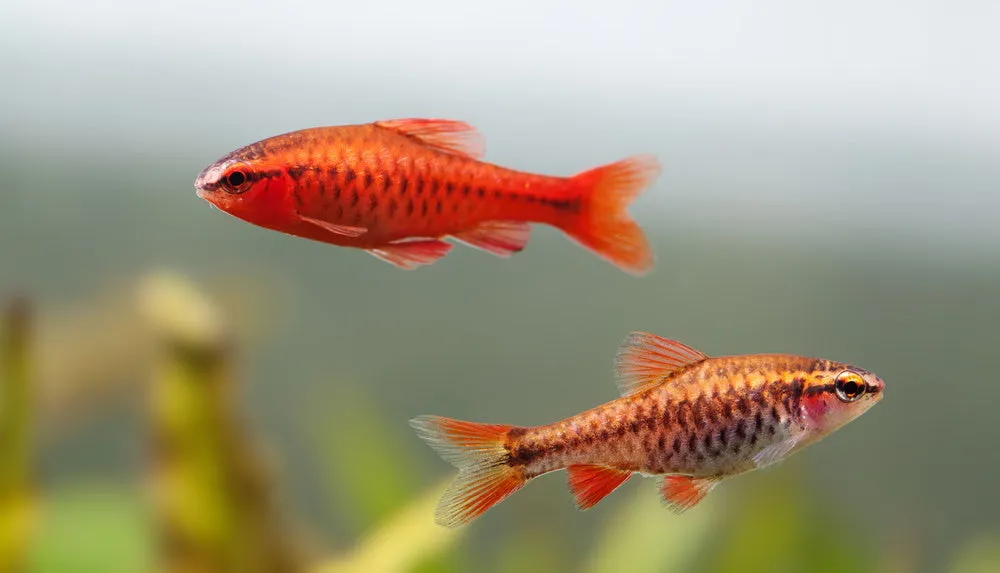 Male and female cherry barbs