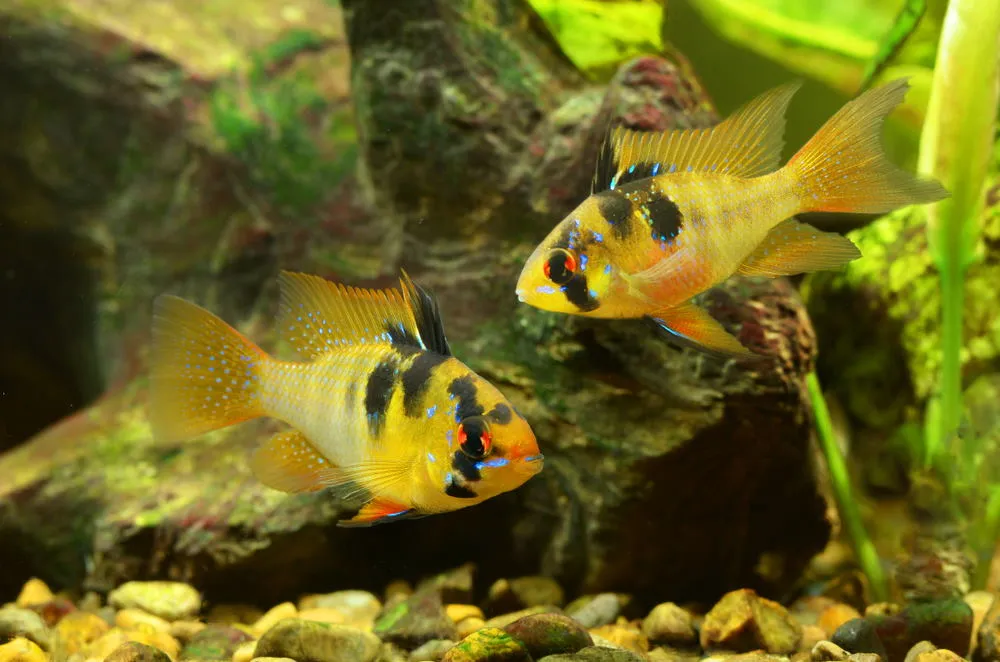 German blue ram pair