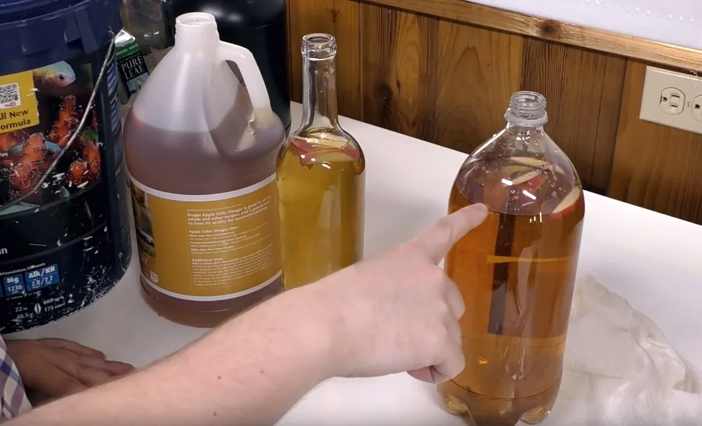 Making vinegar eel culture