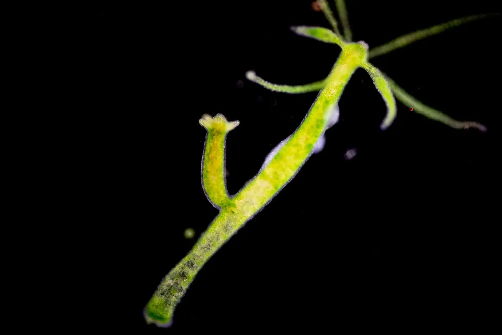 green hydra with bud