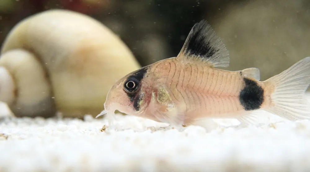 panda corydoras