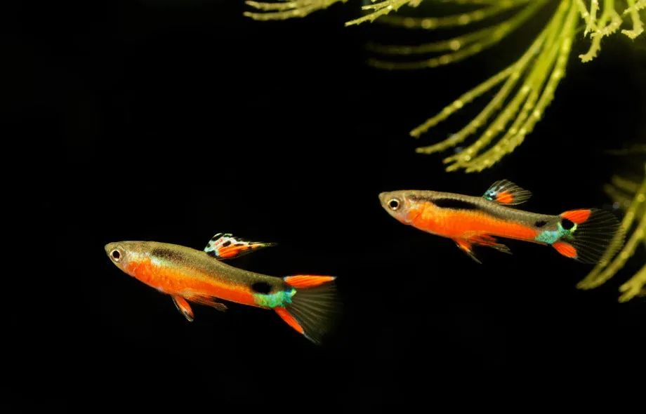 endler's livebearer males
