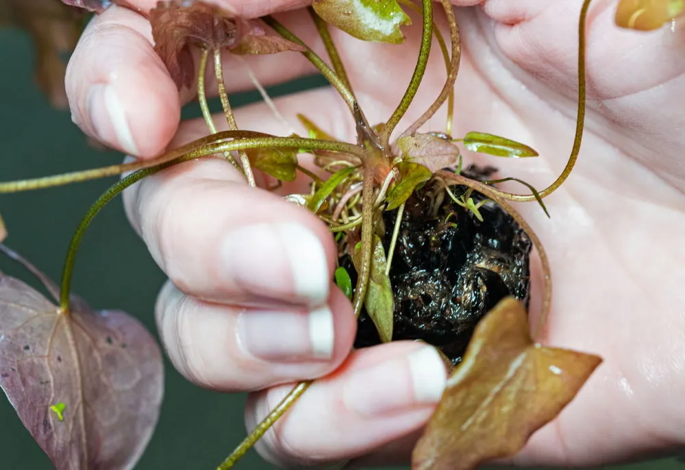 Aquarium Lily Bulb 3