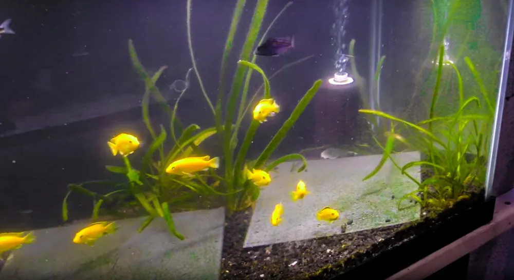 African cichlid planted tank