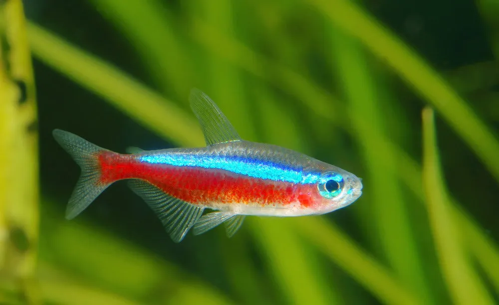 cardinal tetra