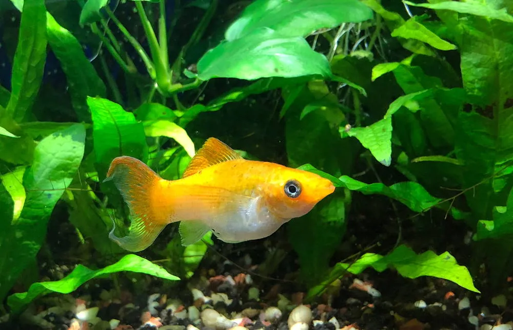 Cremecicle Lyretail Molly