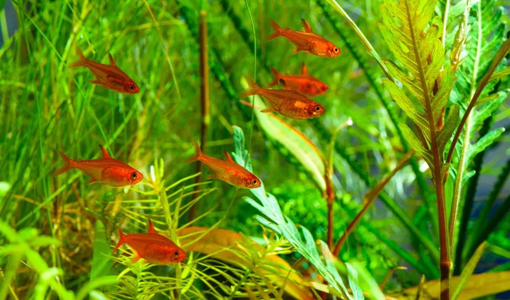 ember tetras