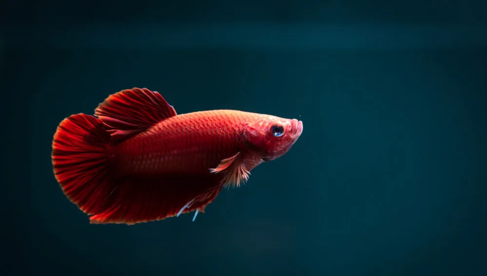red plakat betta fish on blue background