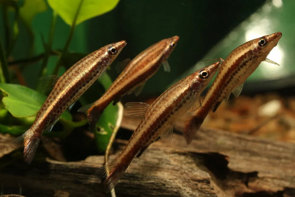 brown pencilfish