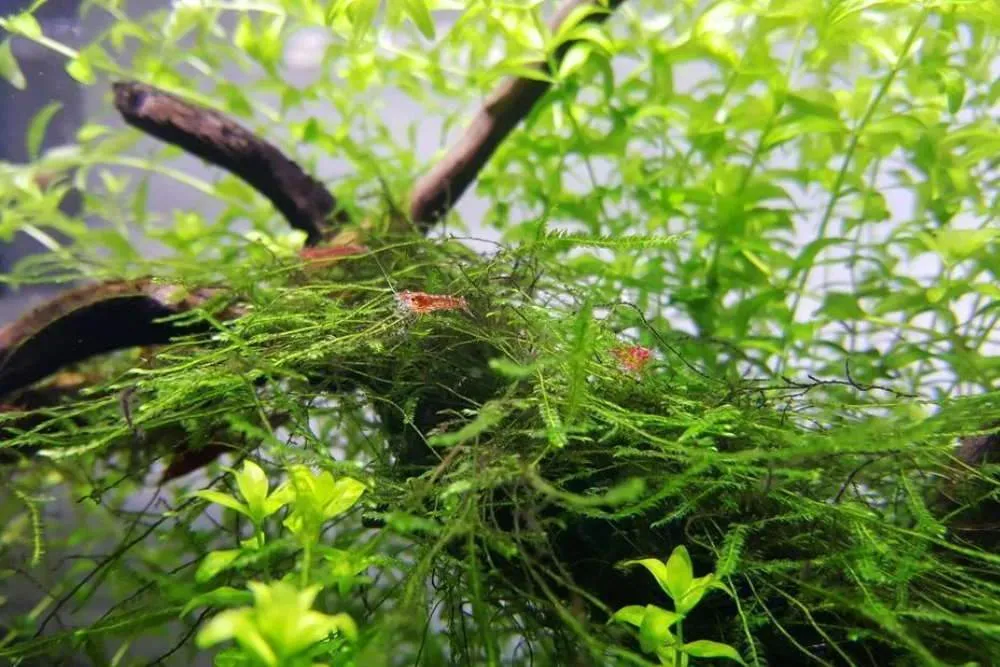 Rêu java, Taxiphyllum barbieri