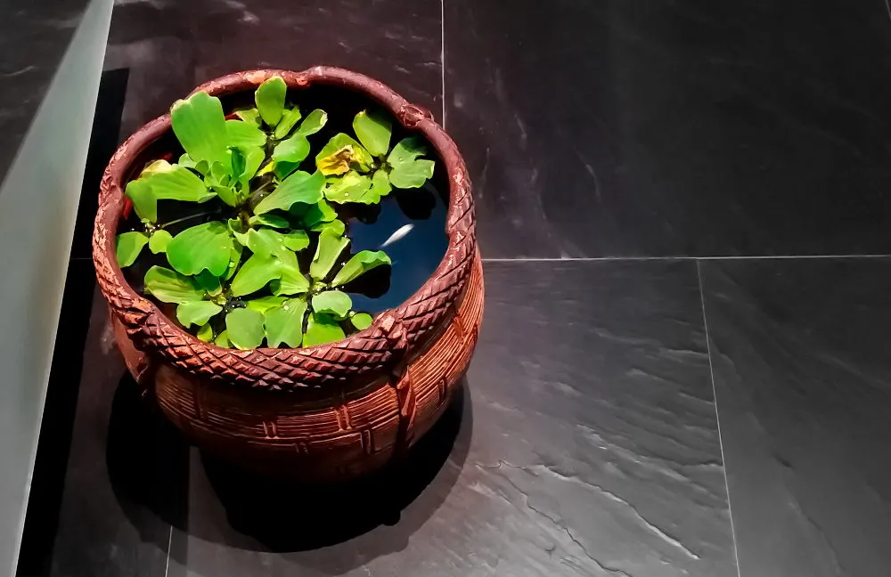 decorative pot used as a mini pond