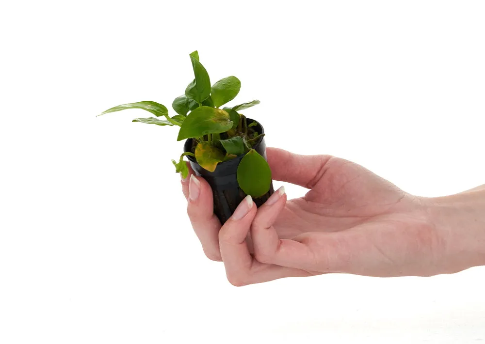 anubias rot - leaves