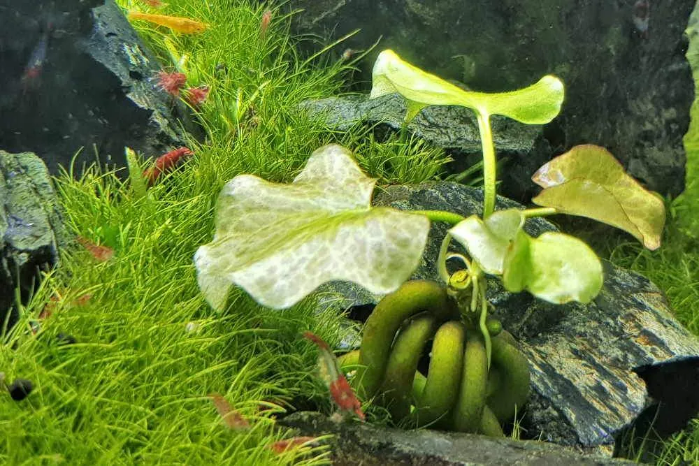 Cây chuối thủy sinh, Nymphoides aquatica