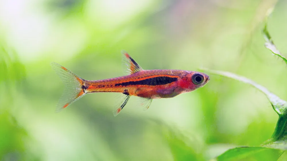 chili rasbora