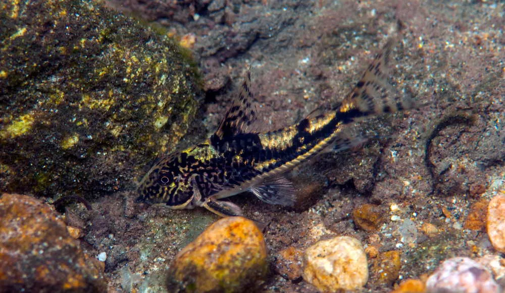 Scleromystax barbatus