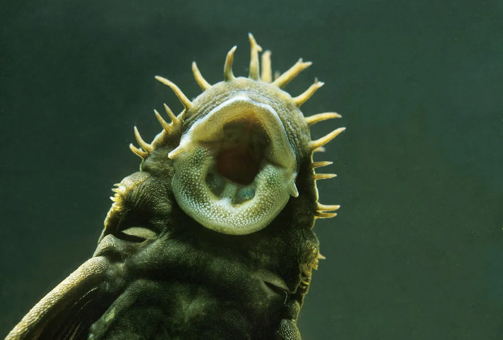Medusa Pleco, ancistrus ranunculus