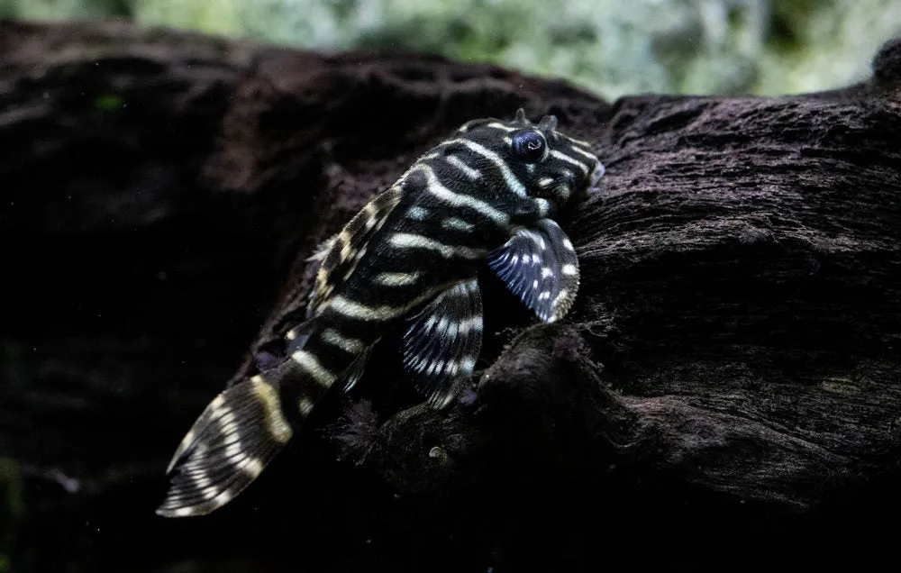 Columbian zebra pleco - L129