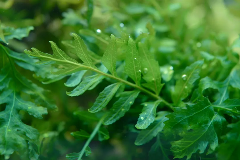 bolbitis fern