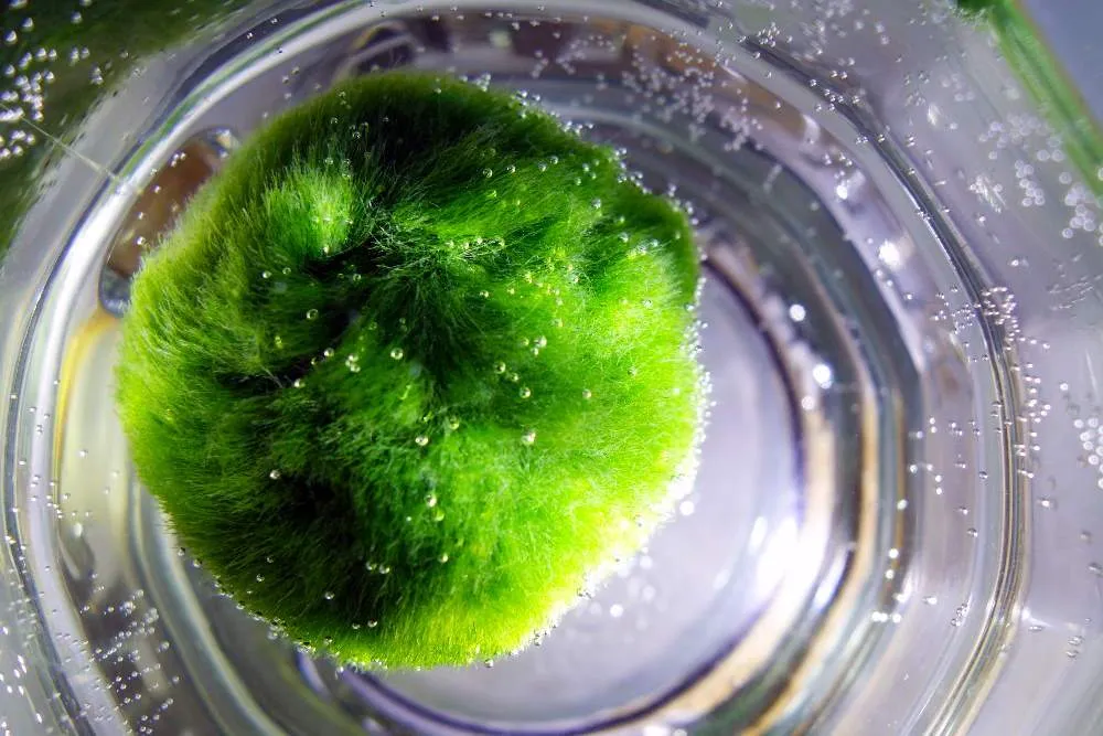 Marimo, Aegagropila linnaei