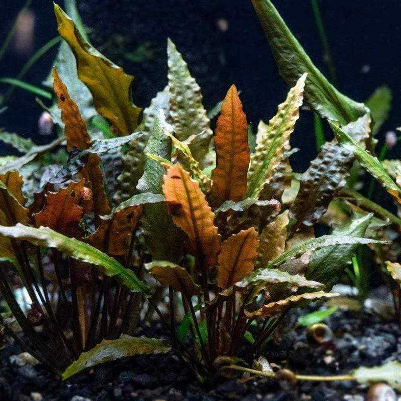 Cryptocoryne wendtii