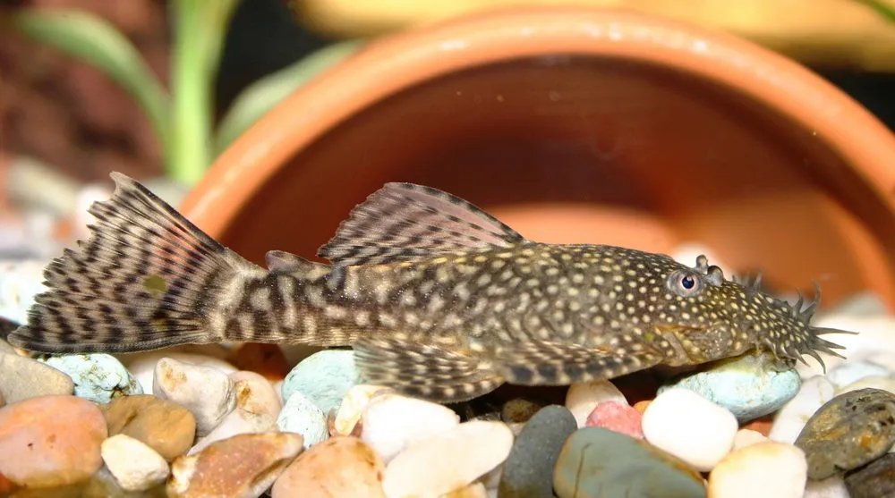 bristlenose pleco
