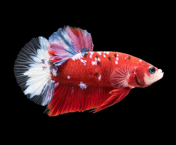 betta