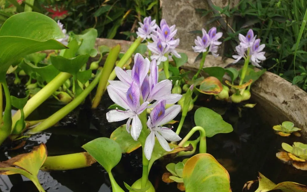 water hyacinth flowers