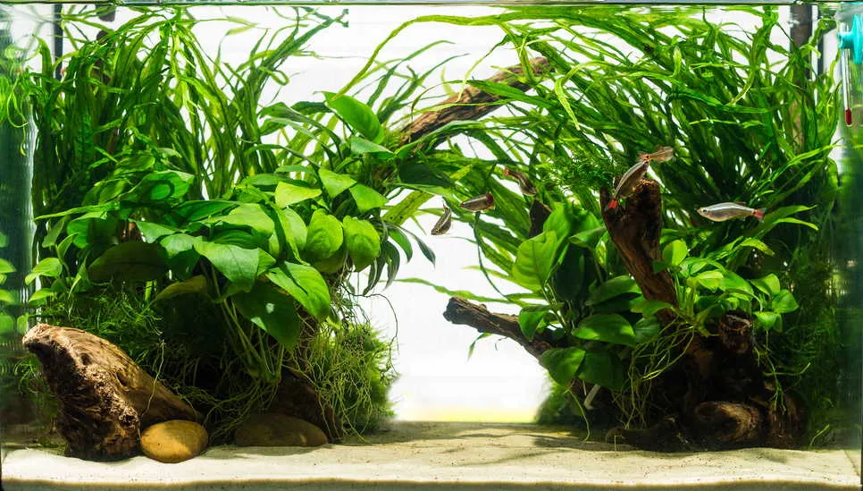 planted aquarium with white cloud mountain minnows