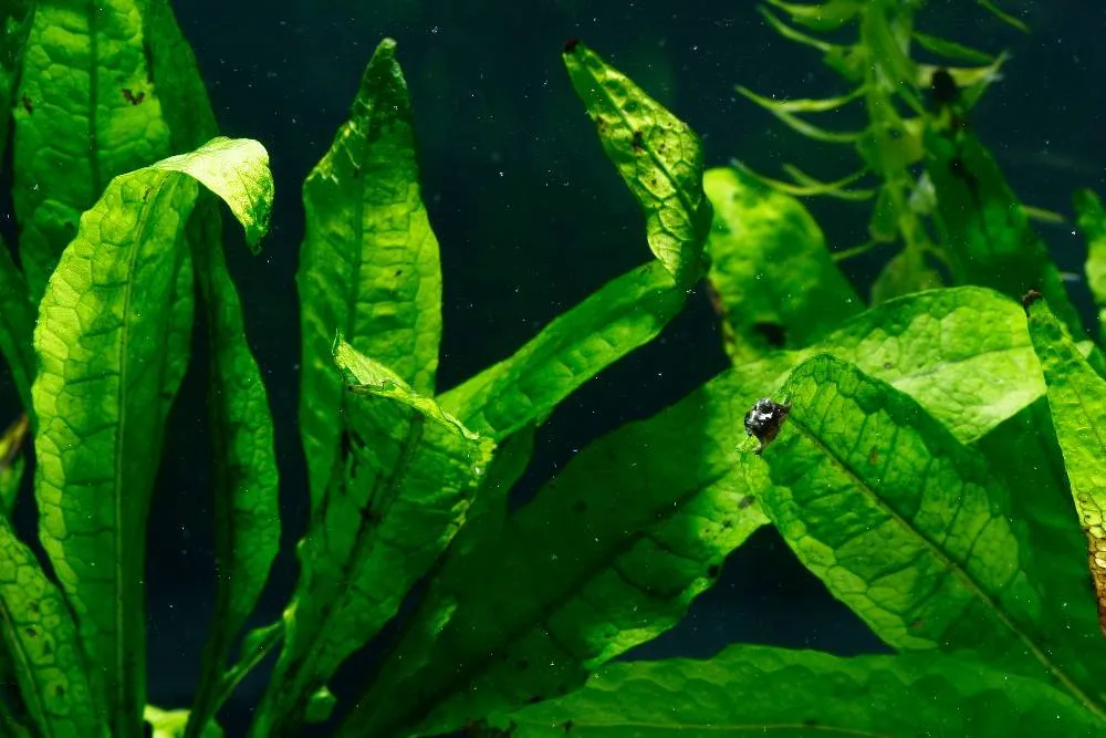 Dương xỉ Java, Microsorum pteropus